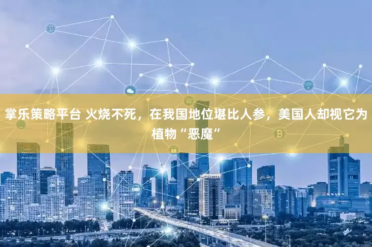 掌乐策略平台 火烧不死，在我国地位堪比人参，美国人却视它为植物“恶魔”